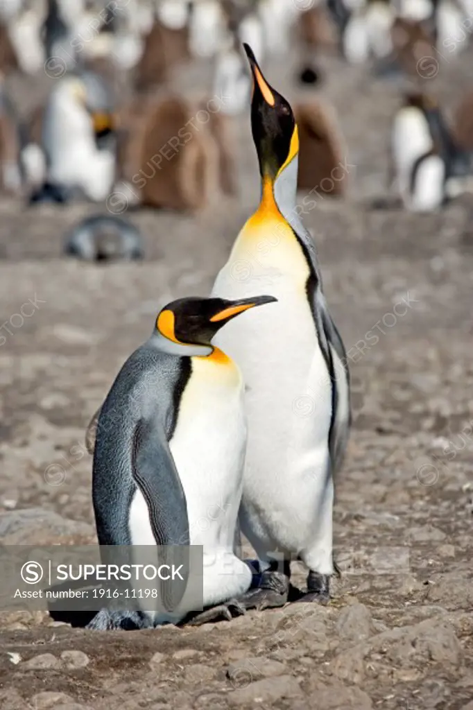 King penguins at Salisbury Plain, South Georgia Island, Antarctica. Two adults with egg.