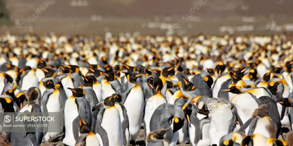 King penguins at Salisbury Plain, South Georgia Island, Antarctica. Large mass of penguins