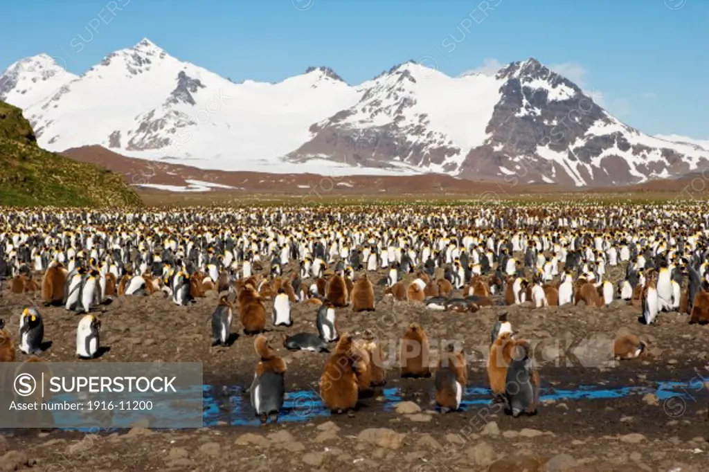 King penguins at Salisbury Plain, South Georgia Island, Antarctica. Large number of penguins in mountain scenery