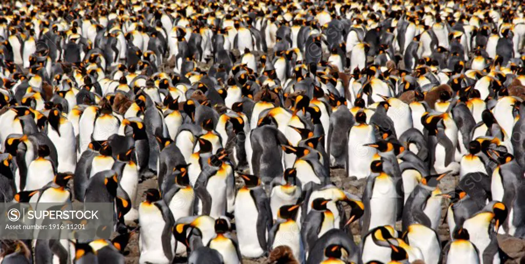 King penguins at Salisbury Plain, South Georgia Island, Antarctica. Close-up of a large mass of penguins