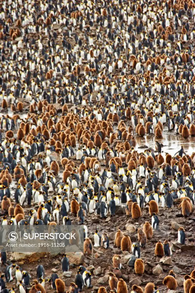 King penguin colony at St Andrew's Bay, South Georgia Island, Antarctica