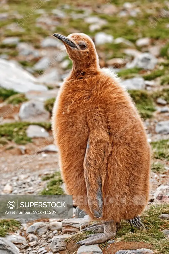 King penguin chick at St Andrew's Bay, South Georgia Island, Antarctica. Chick with full juvenile feather coat