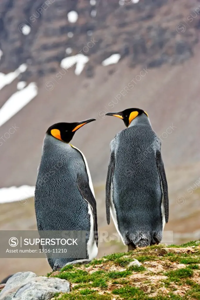 King penguins at St Andrew's Bay, South Georgia Island, Antarctica. Two penguins from behind, looking at each other