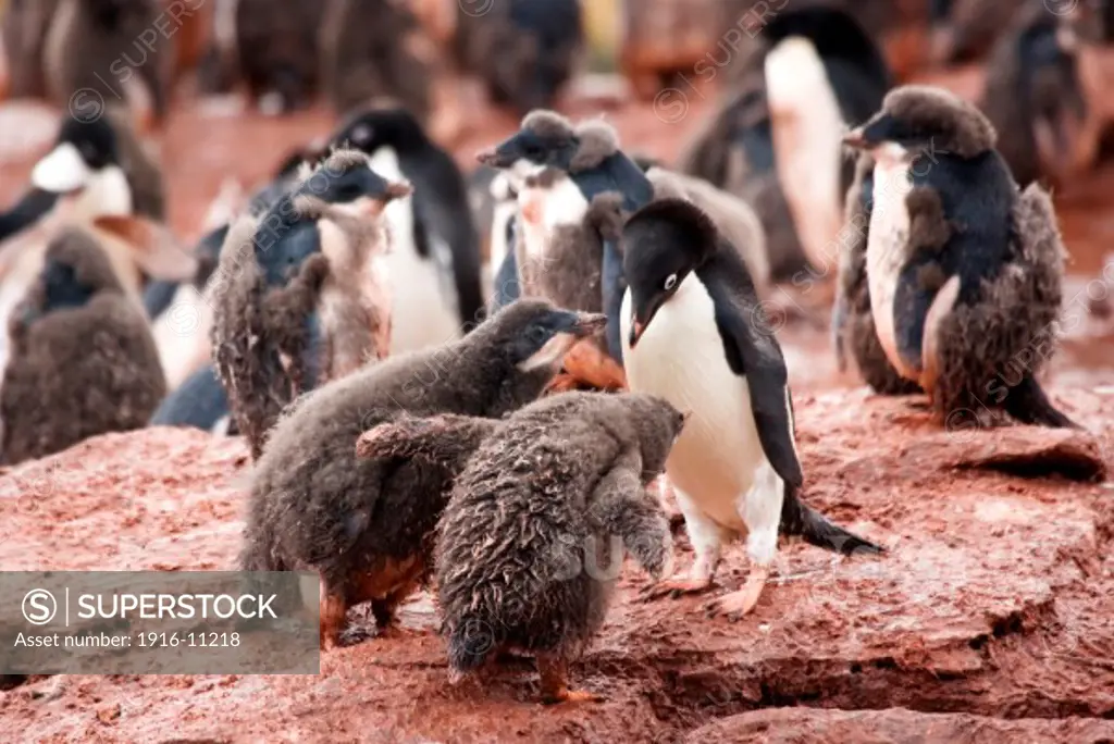Adelie penguins and chicks at Shingle Cove, South Orkney Islands, Antarctica