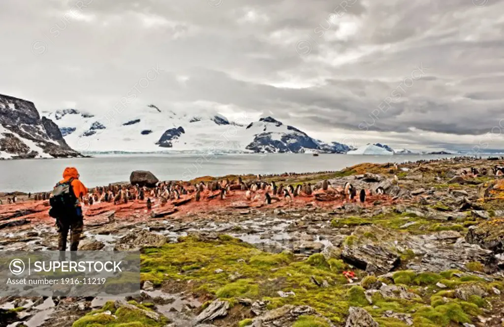 Adelie penguins and chicks at Shingle Cove, South Orkney Islands, Antarctica. View across rookery with human figure in foreground