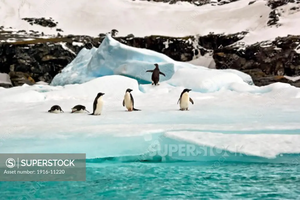 Six Adelie penguins on ice floes in the  South Orkney Islands, Antarctica. two tobogganing, three walking, one facing away with flippers raised