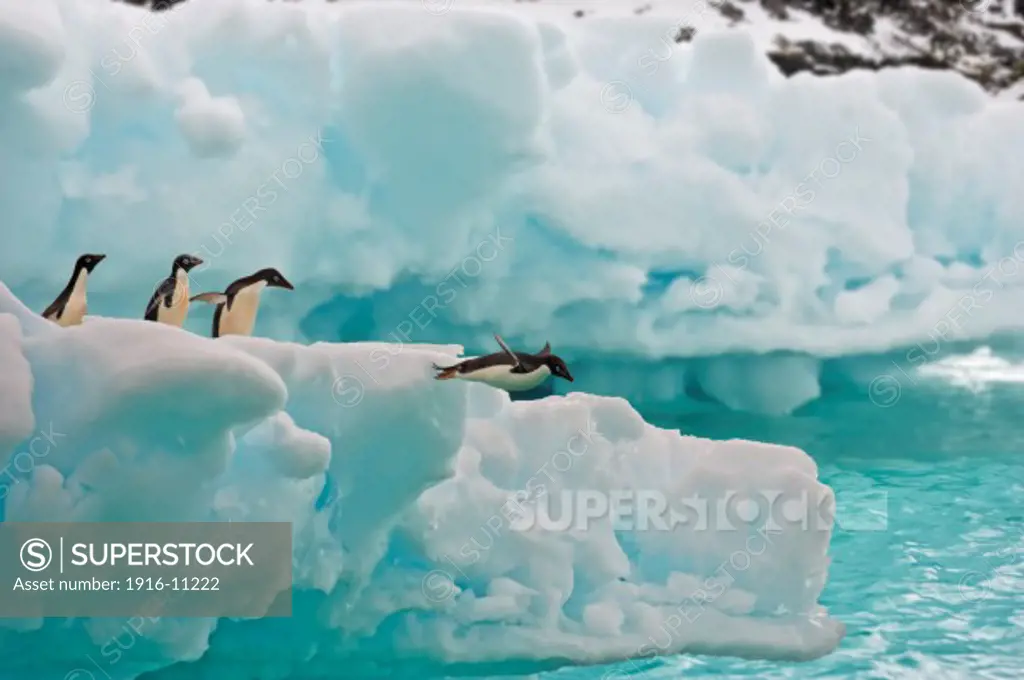 Adele penguins jumping from ice floe in the  South Orkney Islands, Antarctica