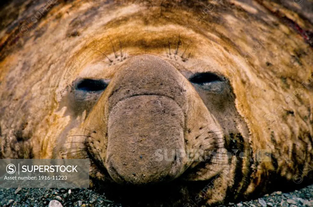 Bull elephant seal at  Fortuna Bay, South Georgia Island, Antarctica, lying down facing camera with eyes open. Head-only shot