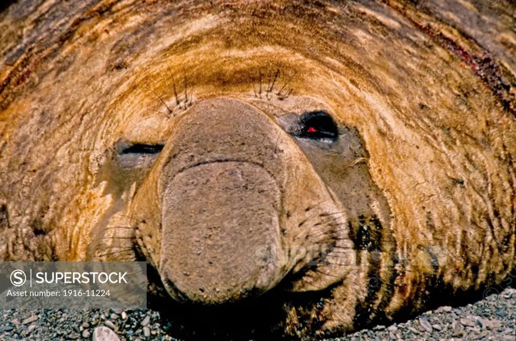 Bull elephant seal at  Fortuna Bayr, South Georgia Island, Antarctica, lying down facing camera with one eye open. Head-only shot