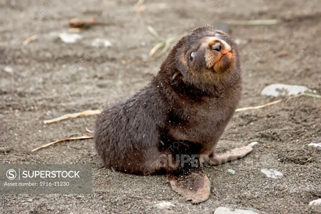 Fur seal pup at Fortuna Bay on South Georgia Island, raised on its flippers