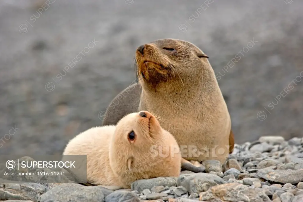 Leucistic fur seal pup and mother at Fortuna Bay on South Georgia Island, Antarctica