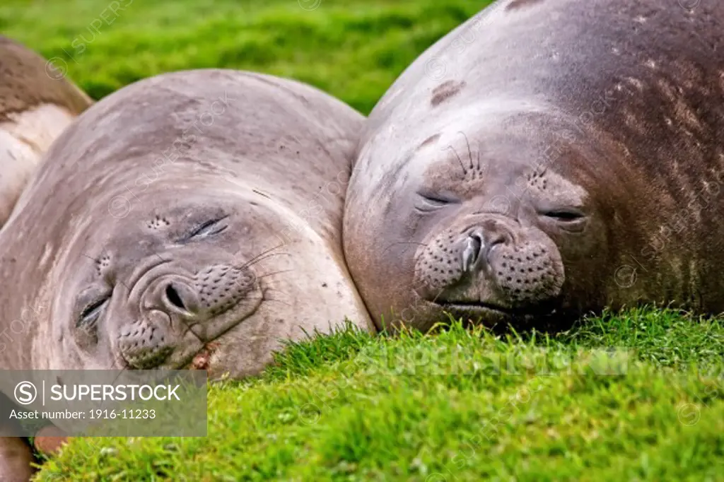 Two Elephant seal at the old whaling station at Grytviken, South Georgia Island, Antarctica, lying down facing camera and smiling