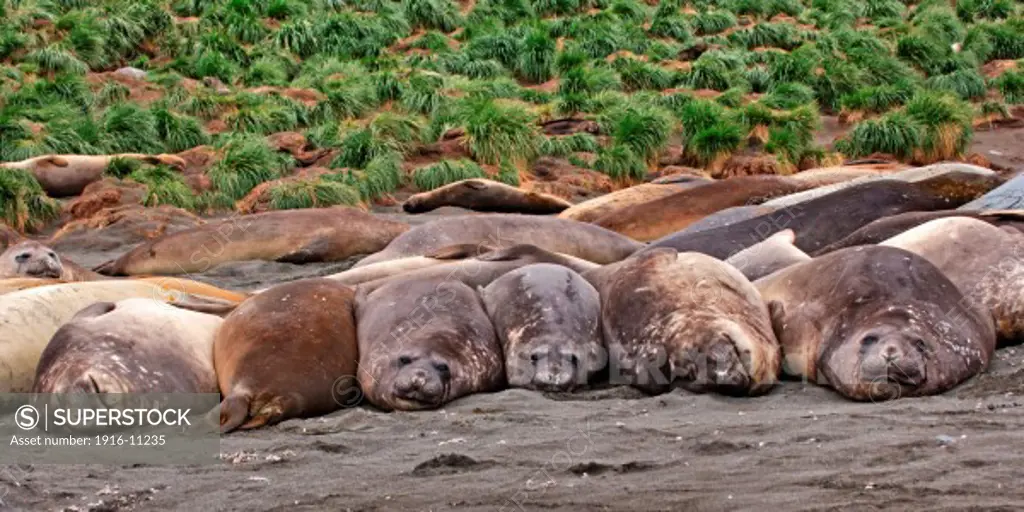 Six Elephant seals at Gold harbour, South Georgia Island, Antarctica, five facing camera, one facing away