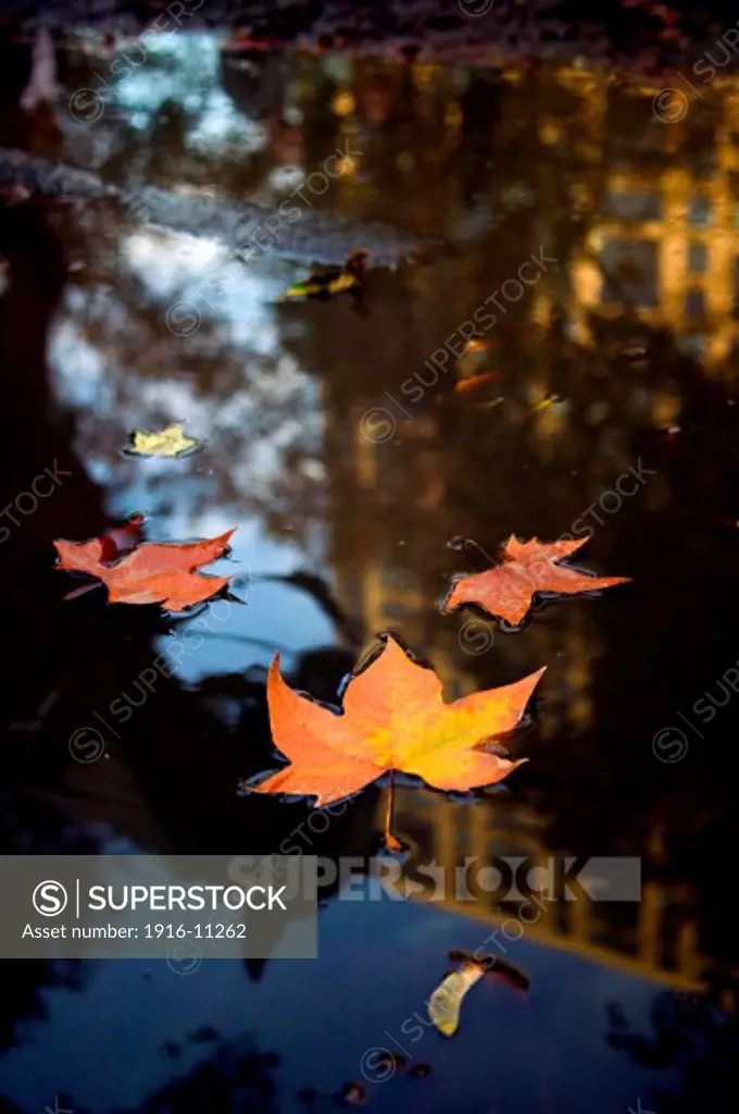 Carriage horse reflection and fall leaves in pool of water in Central Park, New York, NY