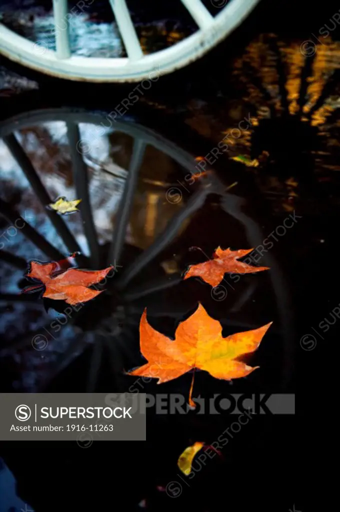 Horse drawn carriage wheel reflection and fall leaves in pool of water in Central Park, New York, NY