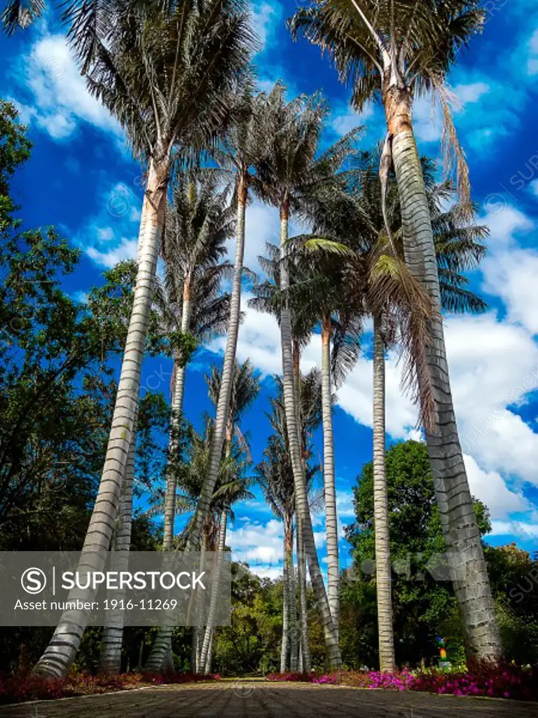 Palm trees in Bogota