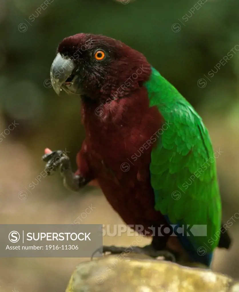 Red-breasted musk-parrot or Kaka (Prosopeia koroensis); Kula Eco Park, Viti Levu, Fiji.