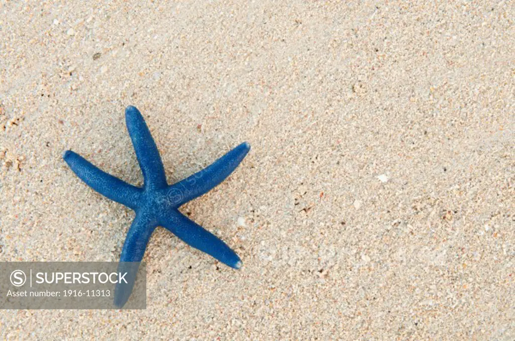Blue sea star on sandy beach at Shangri-La Resort, Viti Levu Island, Fiji.
