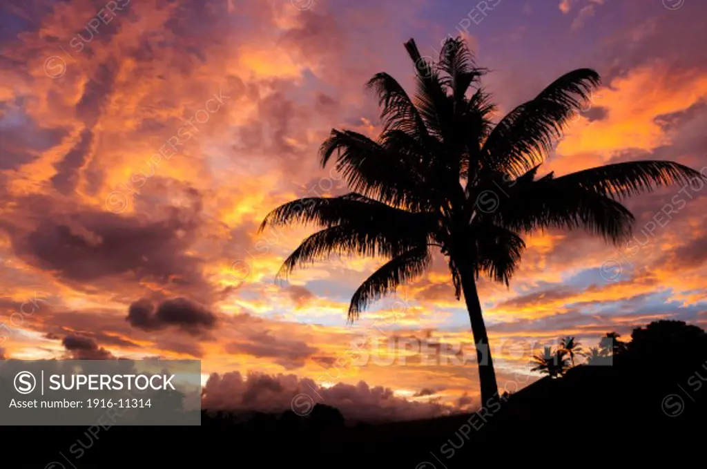 Sunrise and coconut palm tree, Nadi, Viti Levu Island, Fiji.