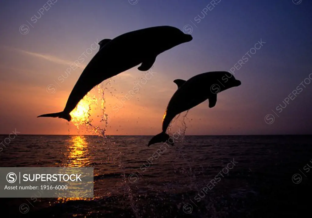 Honduras, Roatan Island, Caribbean, Bottlenose Dolphins (Tursiops Truncatus) jumping out of water