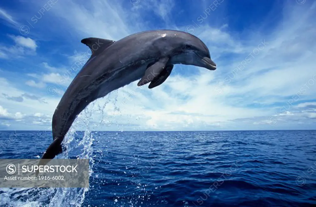 Honduras, Roatan Island, Caribbean, Bottlenose Dolphin (Tursiops Truncatus) jumping out of water
