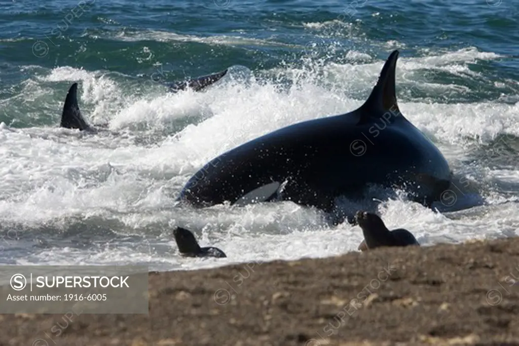 Argentina, Patagonia, Province Chubut, Valdes Peninsula, Punta Norte, Killer Whale (Orcinus Orca) Hunting South American Sea Lion Pups