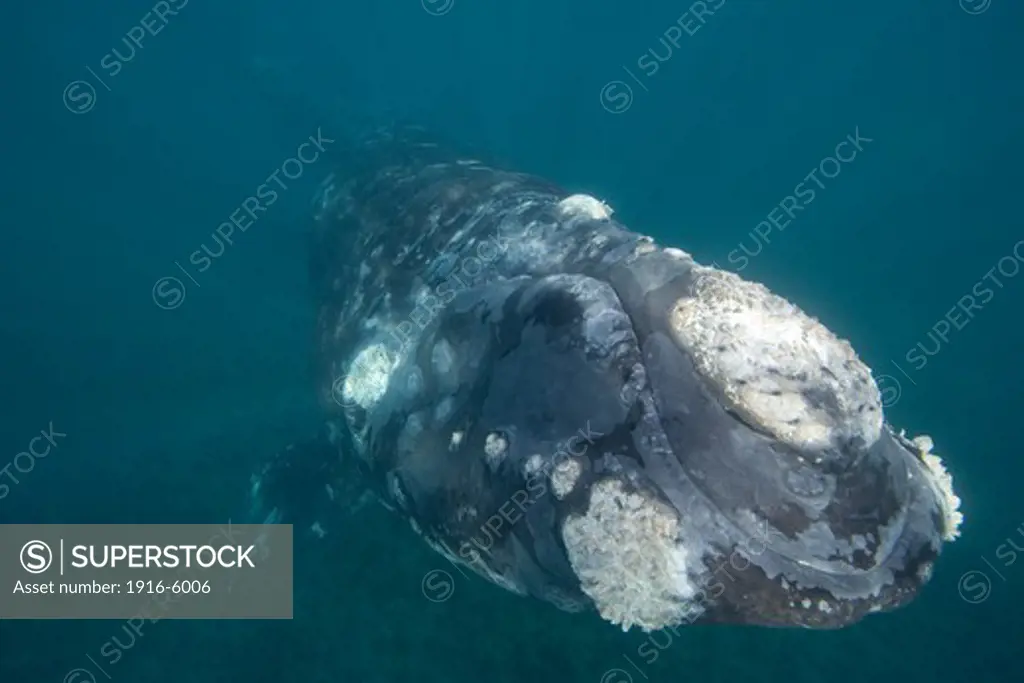 Argentina, Patagonia, Province Chubut, Valdes Peninsula, Southern Right Whale (Eubalaena Australis)
