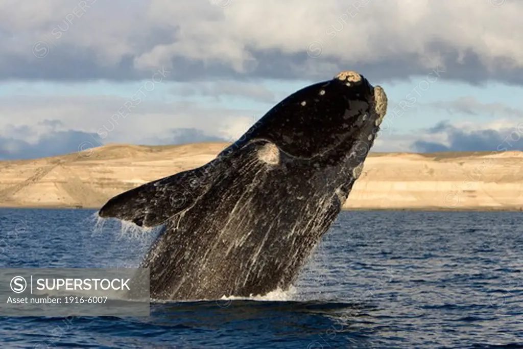 Argentina, Patagonia, Province Chubut, Valdes Peninsula, Southern Right Whale (Eubalaena Australis) Breaching