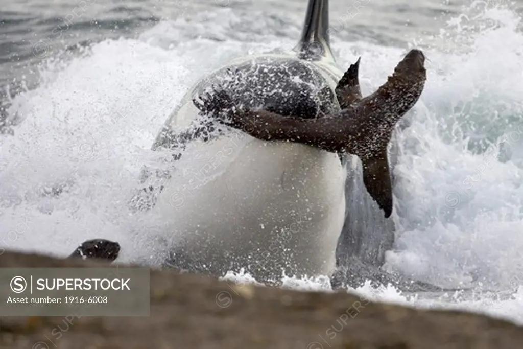 Argentina, Patagonia, Province Chubut, Valdes Peninsula, Punta Norte, Killer Whale (Orcinus Orca) Hunting South American Sea Lion Pups at Water's Edge