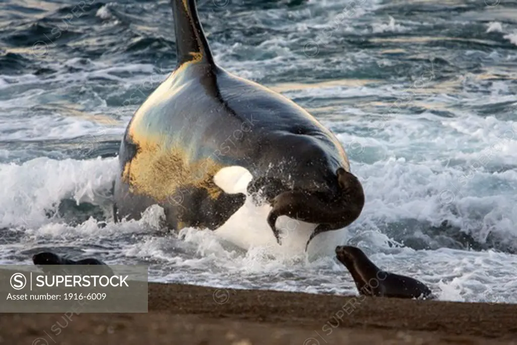 Argentina, Patagonia, Province Chubut, Valdes Peninsula, Punta Norte, Killer Whale (Orcinus Orca) Hunting South American Sea Lion Pups at Water's Edge