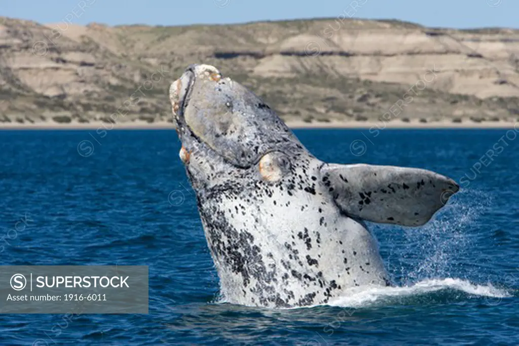 Argentina, Patagonia, Chubut Province, Valdès Peninsula, Puerto Piramide, Southern Right Whale (Eubalaena Australis) Calf Breaching