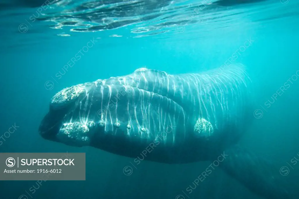 Argentina, Patagonia, Chubut Province, Valdes Peninsula, Puerto Piramide, Southern Right Whale (Eubalaena Australis)