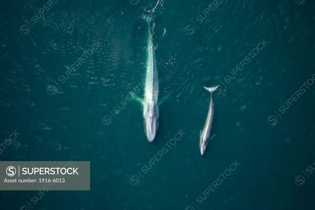 Mexico, Sea Of Cortez, Gulf Of California, Blue Whale, Balaenoptera Musculus) Mother and Calf
