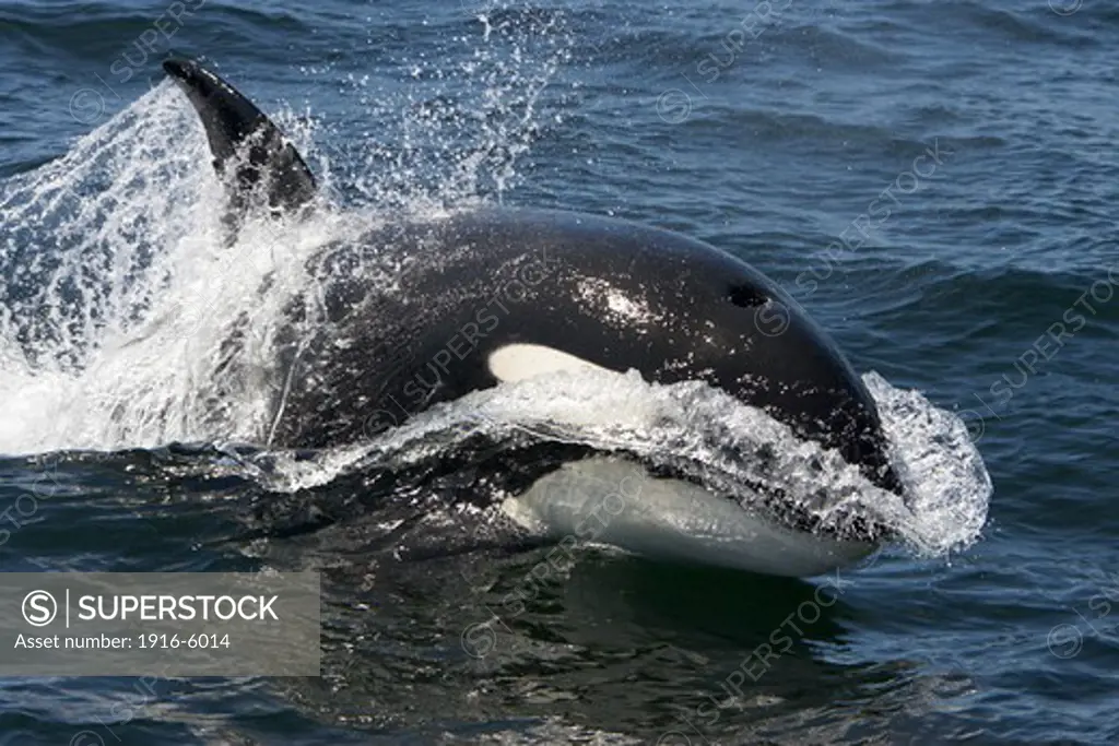 USA, California, Monterey Bay, Killer Whale (Orcinus Orca) Leaping Forward at High Speed