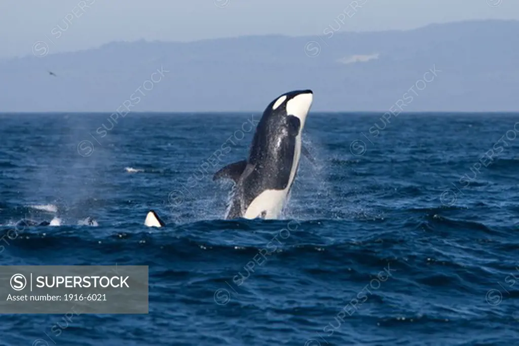 USA, California, Monterey Bay, Killer Whale (Orcinus Orca) Breaching During Phase of Traveling and Active Socializing