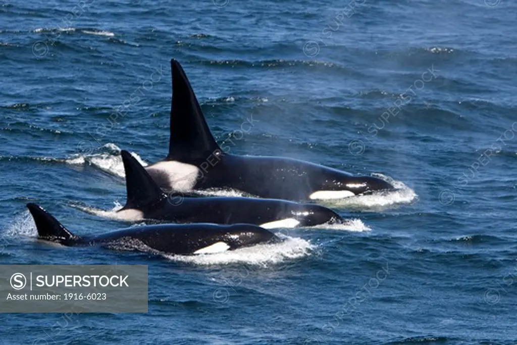 USA, California, Monterey Bay, Killer Whale (Orcinus Orca)