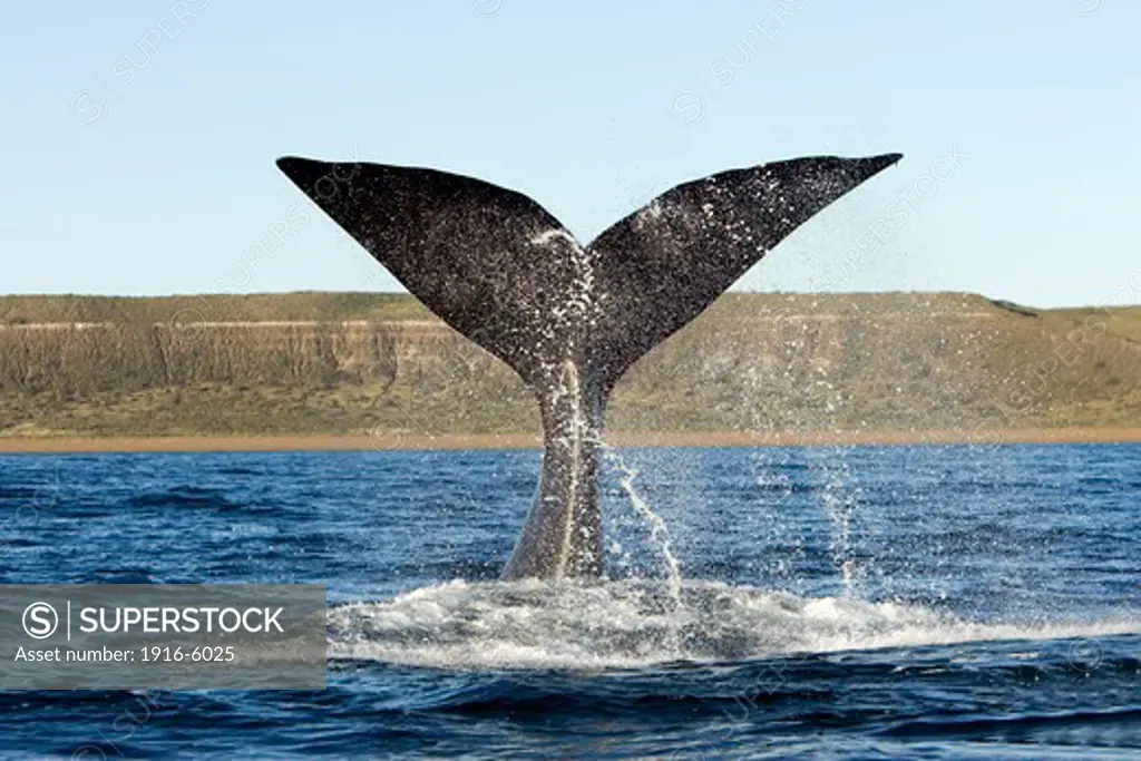 Argentina, Patagonia, Chubut Province, Valds Peninsula, Puerto Piramide, Southern Right Whale (Eubalaena Australis) Tail-Lobbing