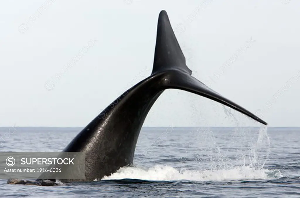 Argentina, Patagonia, Chubut Province, Valds Peninsula, Puerto Piramide, Southern Right Whale (Eubalaena Australis) Tail-Lobbing