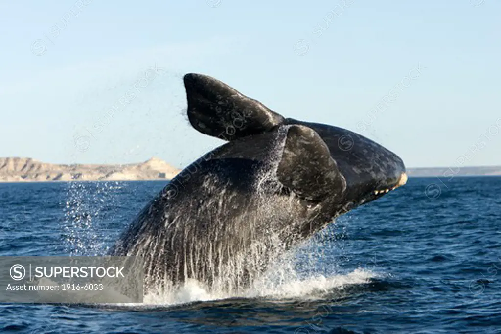 Argentina, Patagonia, Chubut Province, Valds Peninsula, Puerto Piramide, Southern Right Whale (Eubalaena Australis) Calf Breaching
