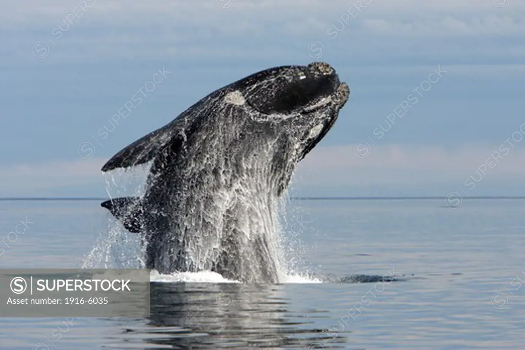 Argentina, Patagonia, Chubut Province, Valds Peninsula, Puerto Piramide, Southern Right Whale (Eubalaena Australis) Adult Breaching