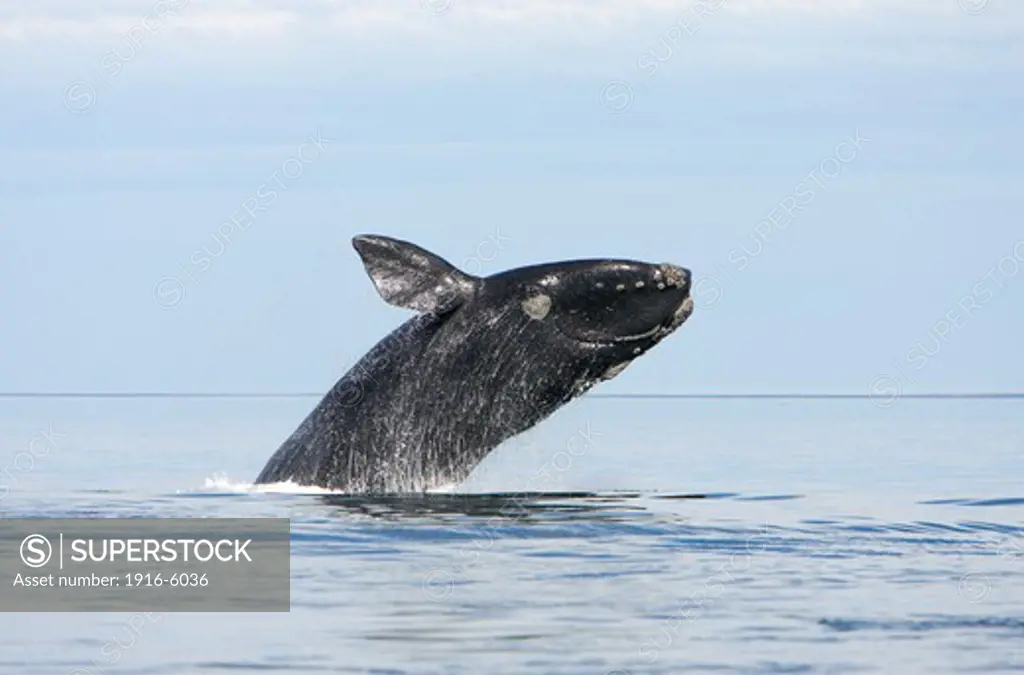 Argentina, Patagonia, Chubut Province, Valds Peninsula, Puerto Piramide, Southern Right Whale (Eubalaena Australis) Breaching