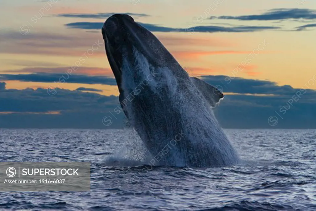 Argentina, Patagonia, Chubut Province, Valds Peninsula, Puerto Piramide, Southern Right Whale (Eubalaena Australis) Breaching