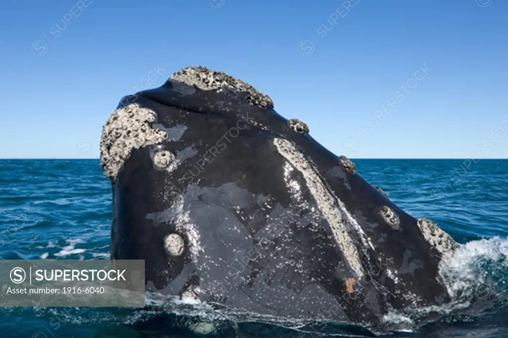 Argentina, Patagonia, Chubut Province, Valds Peninsula, Puerto Piramide, Southern Right Whale (Eubalaena Australis) Raising Forward Part of its Head Above Surface