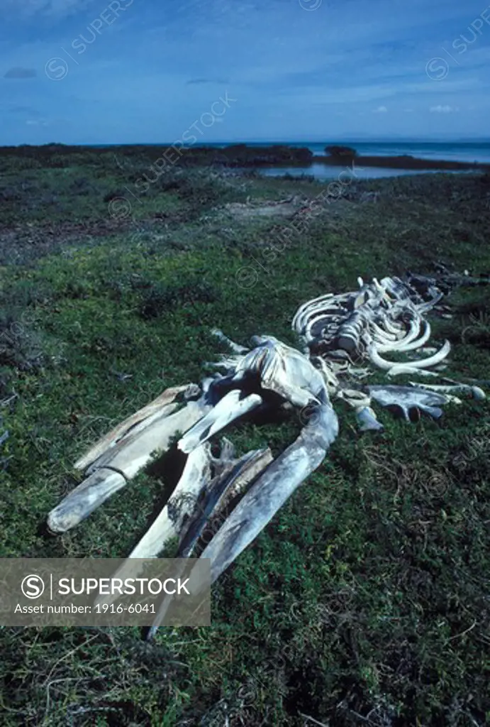 Mexico, Baja California South, San Ignacio Lagoon, California Gray Whale (Eschrichtius Robustus) Skeleton