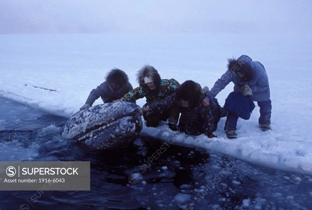 USA, Alaska, Barrow, California Gray Whale (Eschrichtius Robustus) Trapped in Ice, Local Inuit People Making Physical Contact