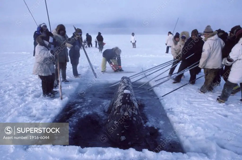 USA, Alaska, Barrow, California Gray Whale (Eschrichtius Robustus) Trapped in Ice Rescued by Local Inuit People