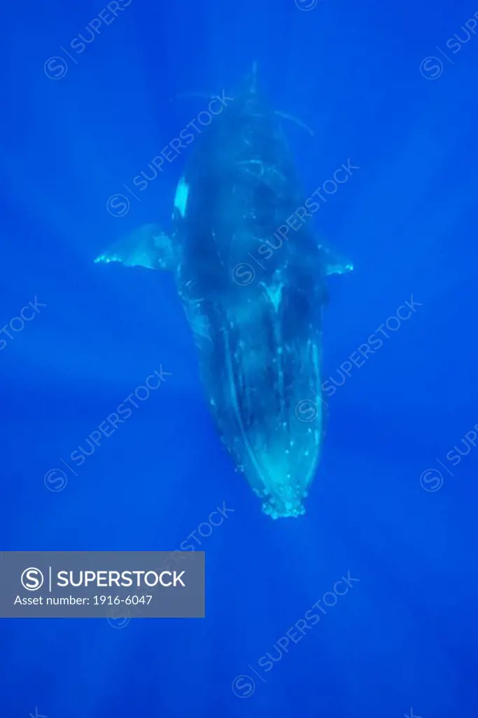 Tonga, Vava'u, Humpback Whale (Megaptera Novaeangliae)