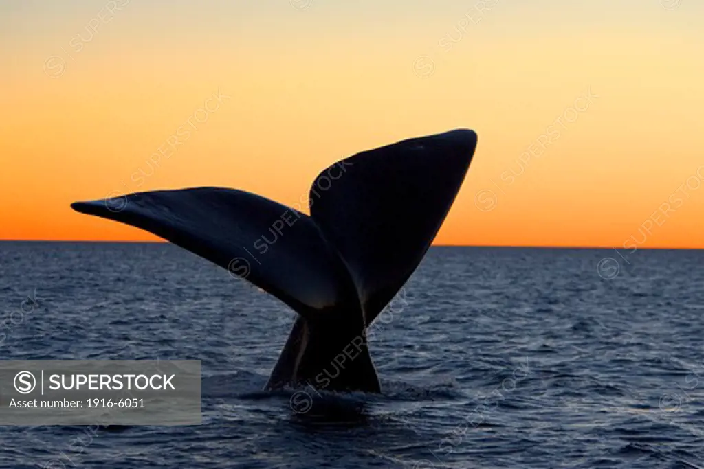 Argentina, Patagonia, Province Chubut, Valdes Peninsula, Southern Right Whale (Eubalaena australis), Tail flukes, at sunset