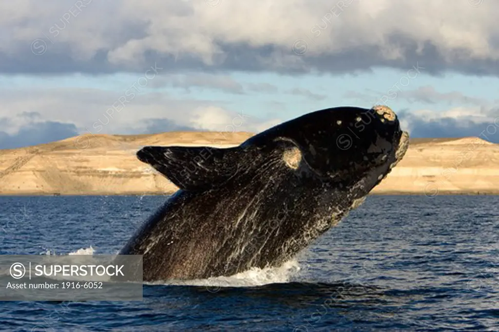 Argentina, Patagonia, Province Chubut, Valdes Peninsula, Southern Right Whale, breaching (Eubalaena australis)