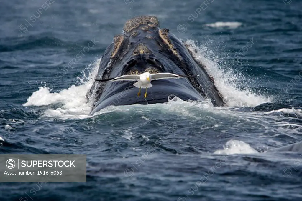 Argentina, Patagonia, Chubut Province, Valds Peninsula, Puerto Piramide, Southern Right whale (Eubalaena australis) Kelp gull (Larus dominicanus) taking off from a whale's back